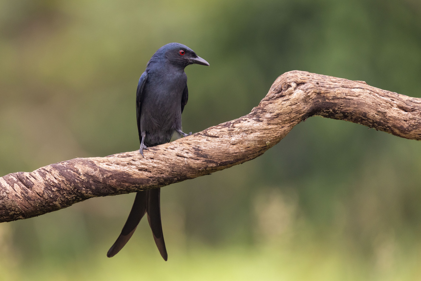 image Ashy Drongo
